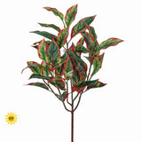 UV Protect Cordyline Bush