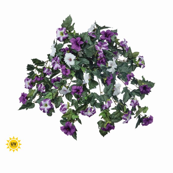 UV Protect Purple White Petunia Bush