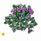 UV Protect Lavender Hydrangea Bush
