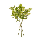 Seedling Beech Greenery Bundle