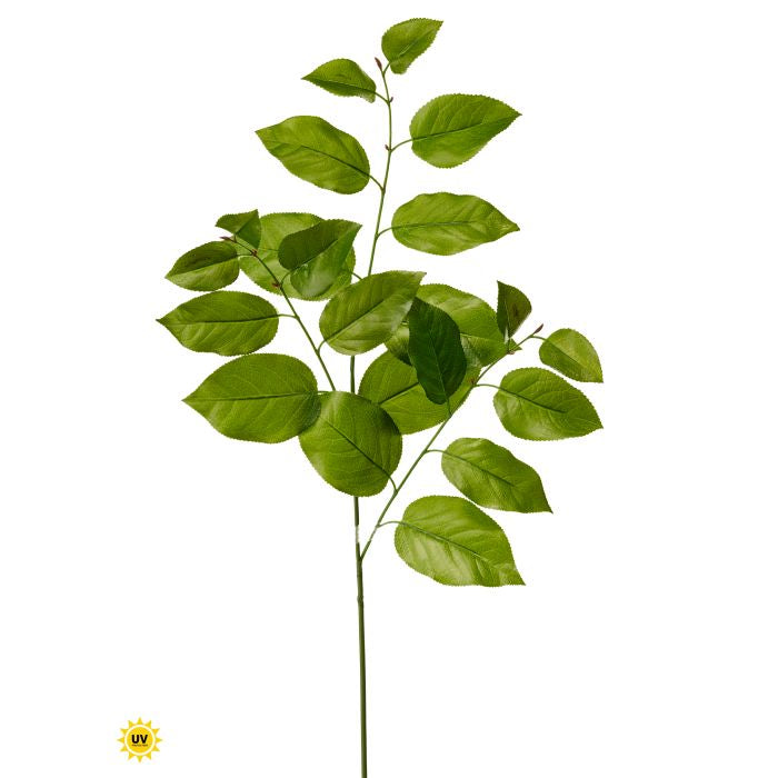 UV Protect Salal Leaf Spray