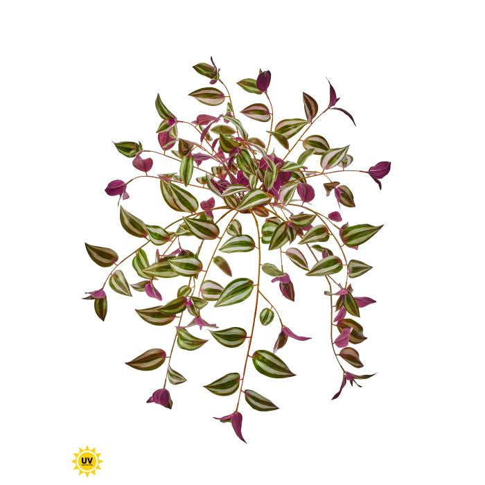 UV Protect Hanging Tradescantia