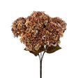 Brown Late Autumn Hydrangea Bush