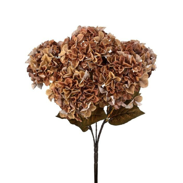 Brown Late Autumn Hydrangea Bush
