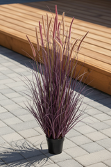 UV Protect Plum Potted Fountain Plume Grass