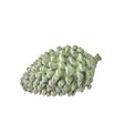 6" Green Resin Winter Pinecone