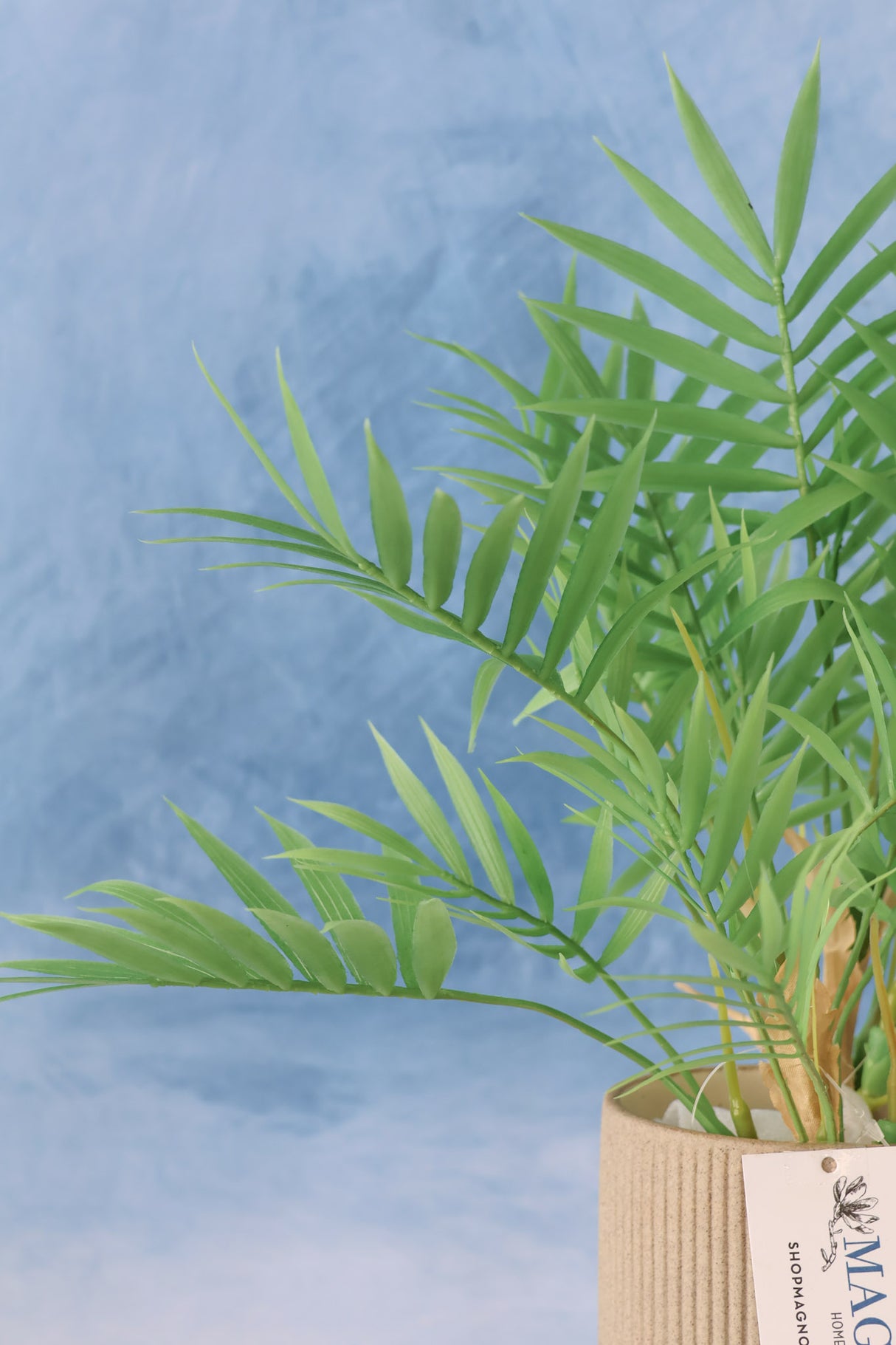 Carpe Diem Mini Palm Bush