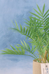 Carpe Diem Mini Palm Bush