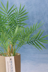 Carpe Diem Mini Palm Bush