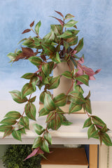 Tradescantia Hanging Bush