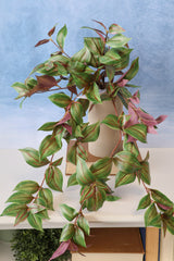 Tradescantia Hanging Bush