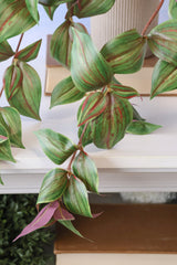 Tradescantia Hanging Bush