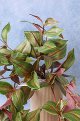 Tradescantia Hanging Bush