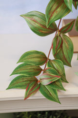 Tradescantia Hanging Bush