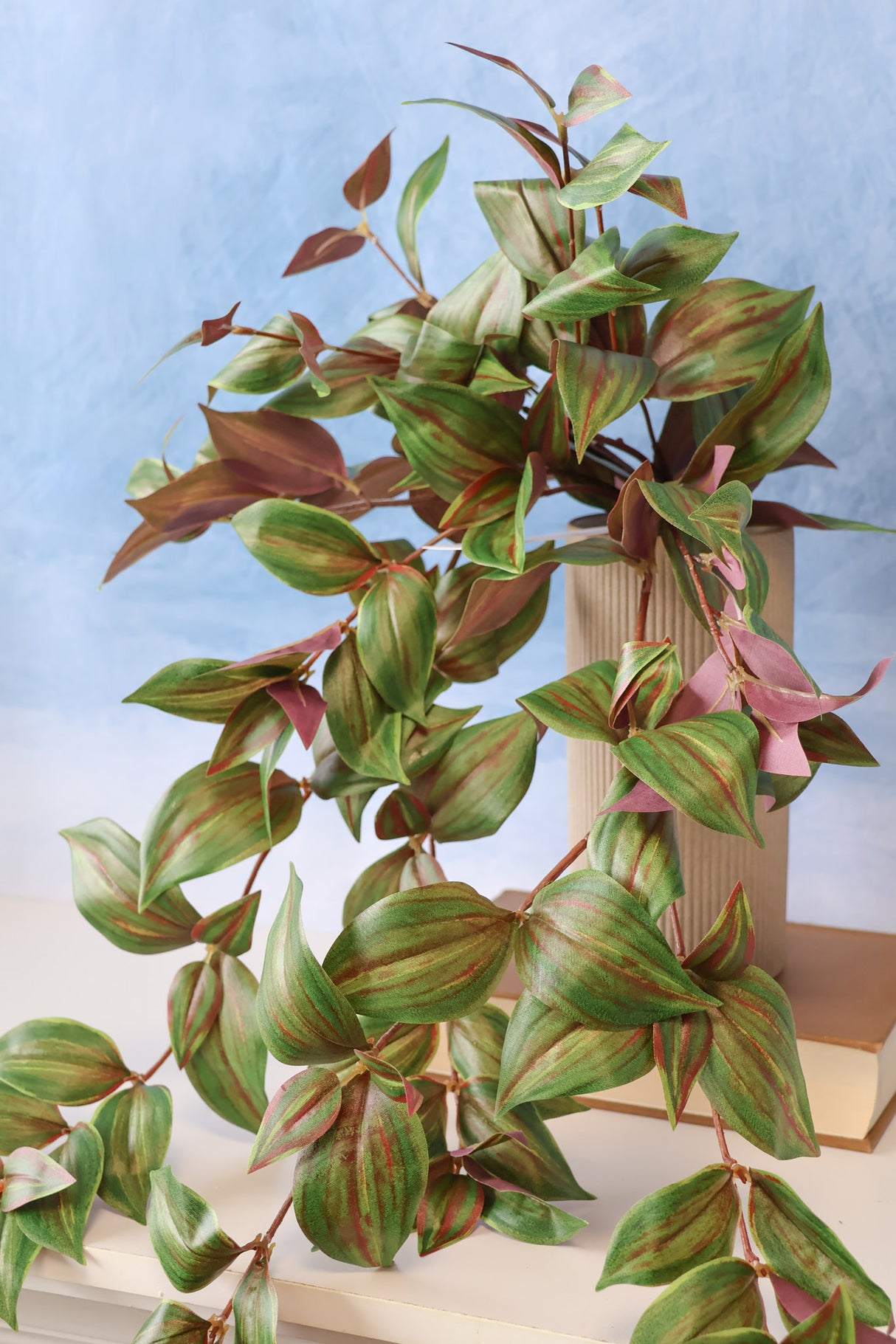 Tradescantia Hanging Bush
