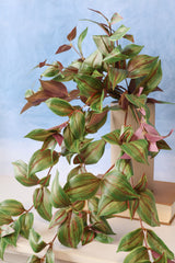Tradescantia Hanging Bush