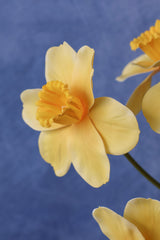 Beautiful Life Daffadilly Bundle