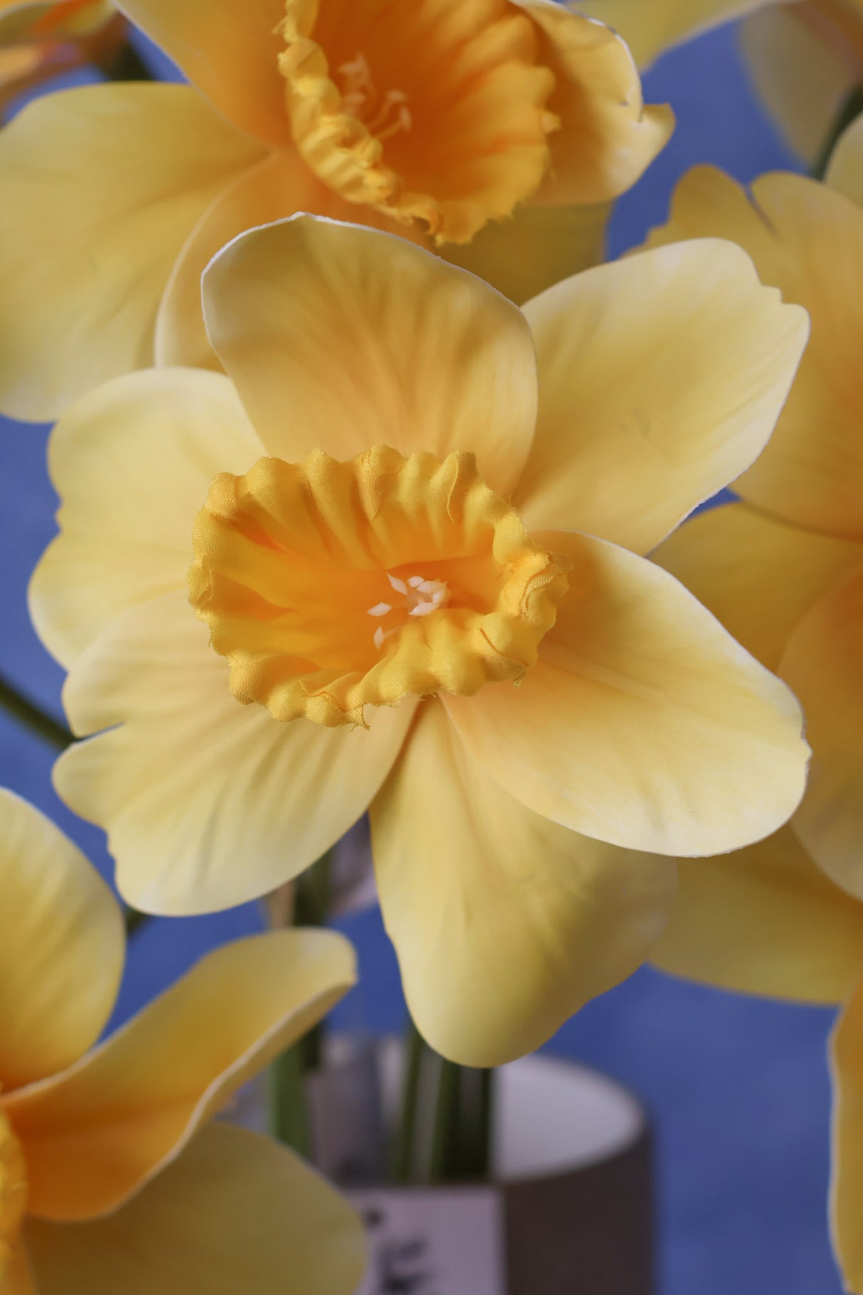 Beautiful Life Daffadilly Bundle