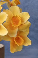 Beautiful Life Daffadilly Bundle