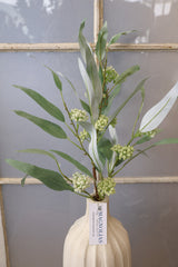 Classic Eucalyptus Spray