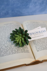 Marietta Finger Succulent