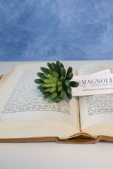 Marietta Finger Succulent