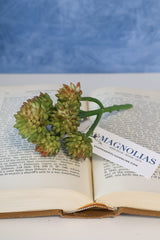 Nantucket Mini Wheel Succulent