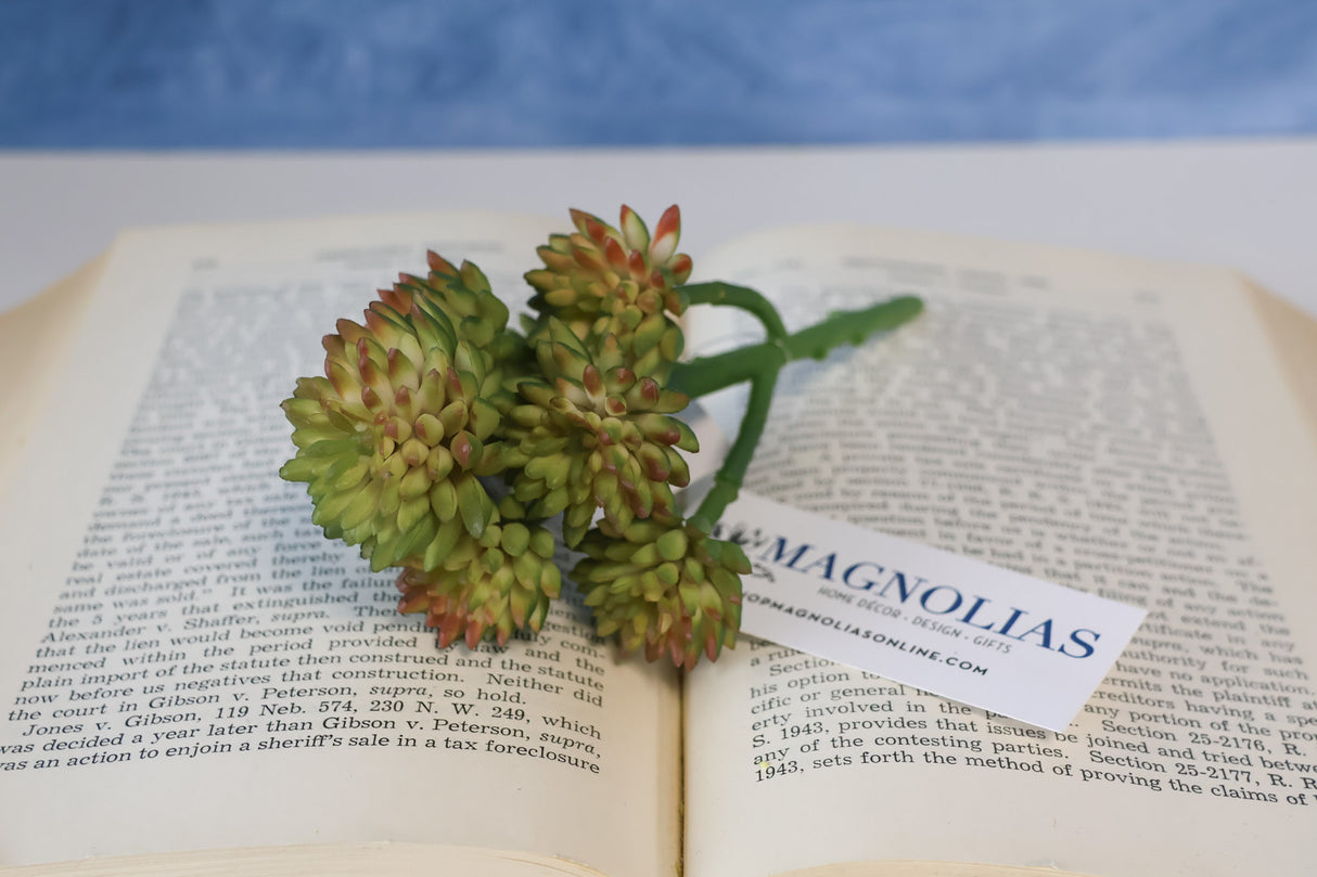 Nantucket Mini Wheel Succulent