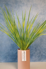 Pacific Grove Zebra Grass Bush