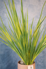 Pacific Grove Zebra Grass Bush