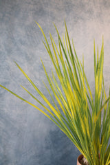 Pacific Grove Zebra Grass Bush