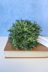 New England Boxwood Half Sphere