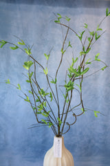 Full Life Willow Branch