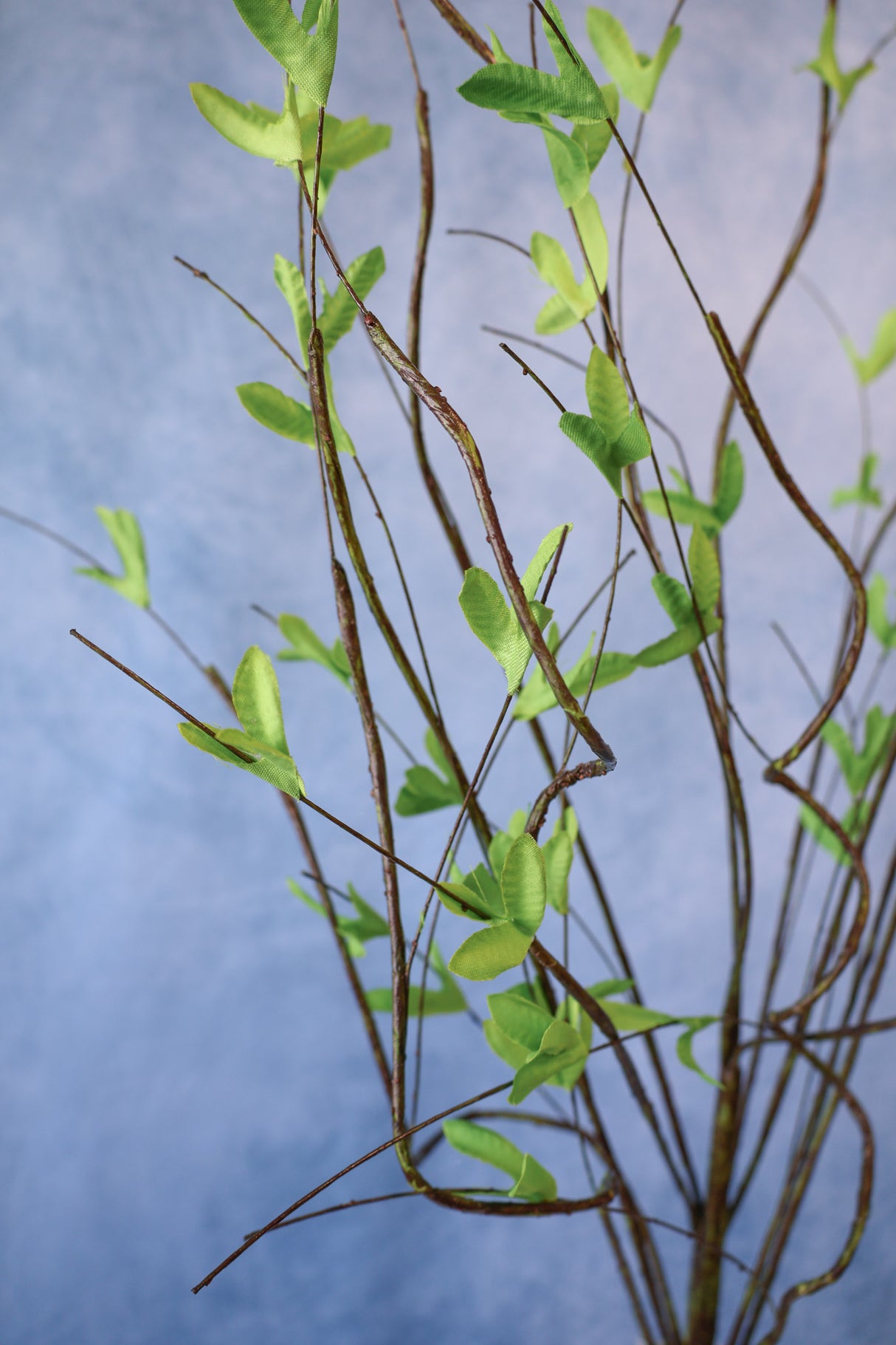 Full Life Willow Branch