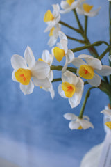 Cream Real Touch Daffadilly Bundle