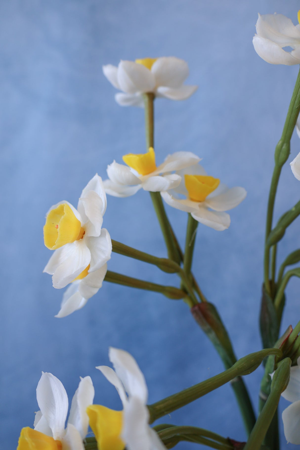 Cream Real Touch Daffadilly Bundle