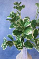 Real Touch Variegated Pittosporum Bush