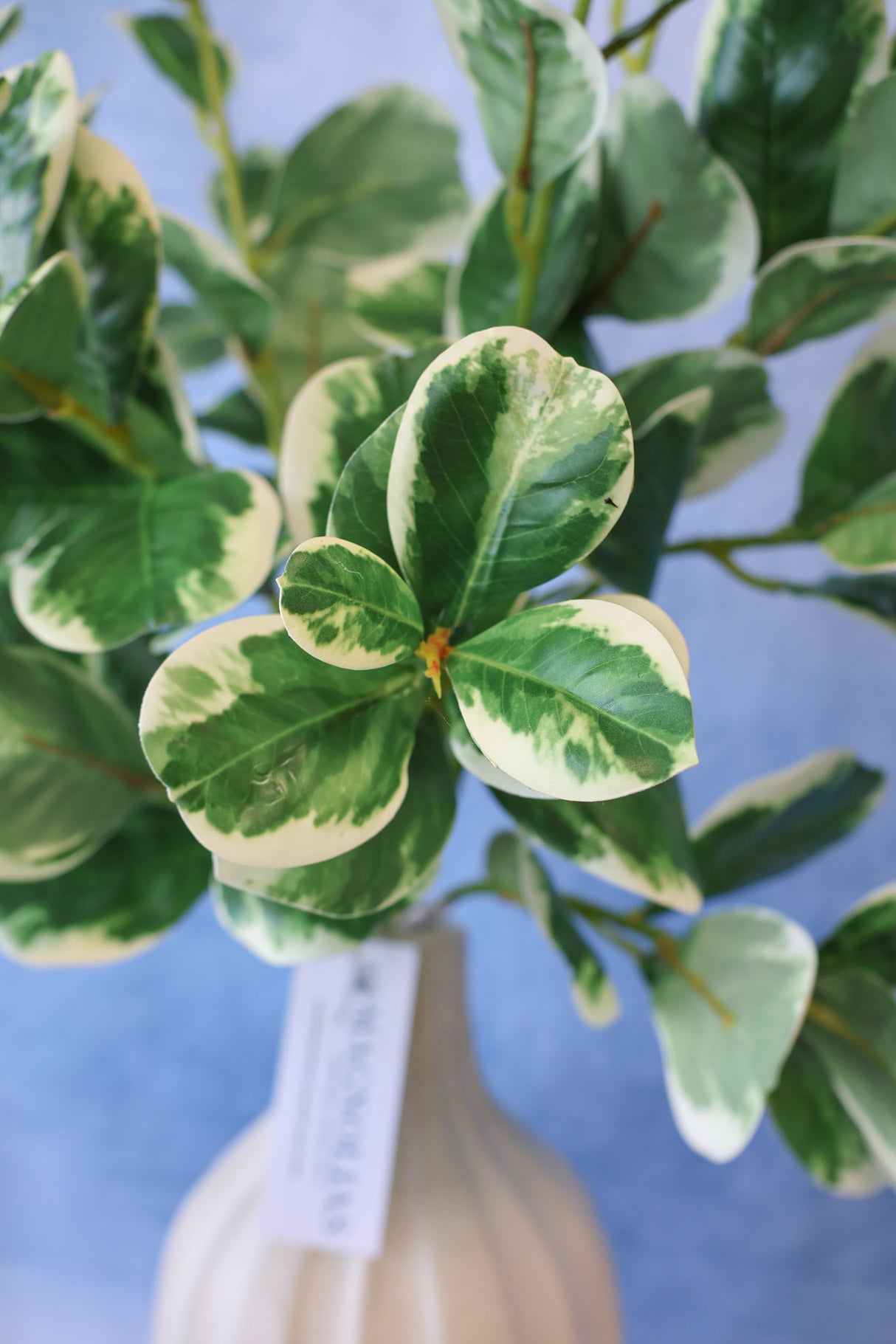 Real Touch Variegated Pittosporum Bush