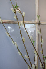 Jumbo Finding Beauty Willow Stem