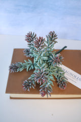 Purple Tip Blue Sedum Succulent
