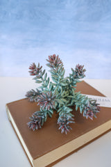 Purple Tip Blue Sedum Succulent