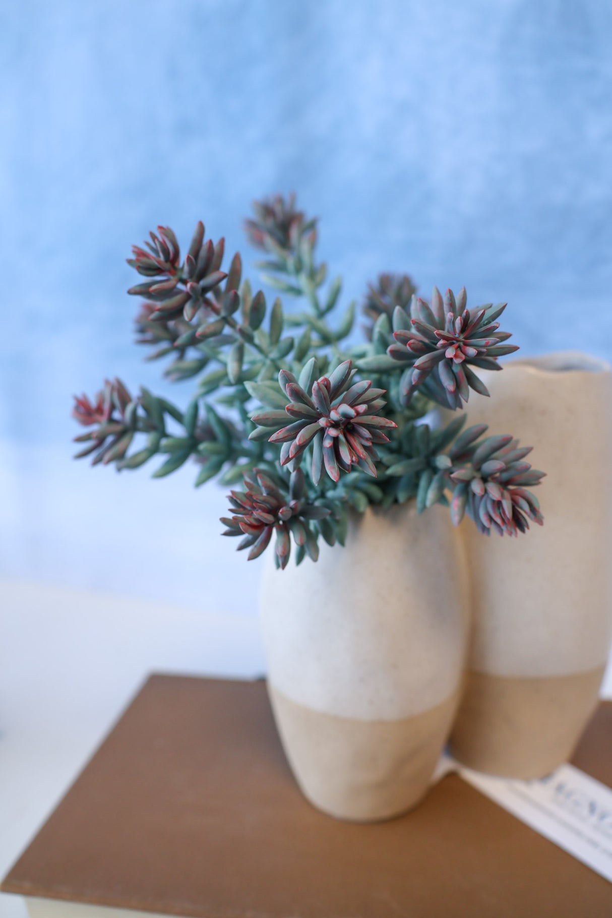 Purple Tip Blue Sedum Succulent