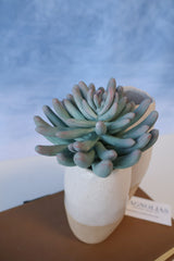Purple Tip Finger Succulent