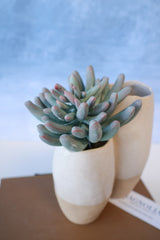Purple Tip Finger Succulent