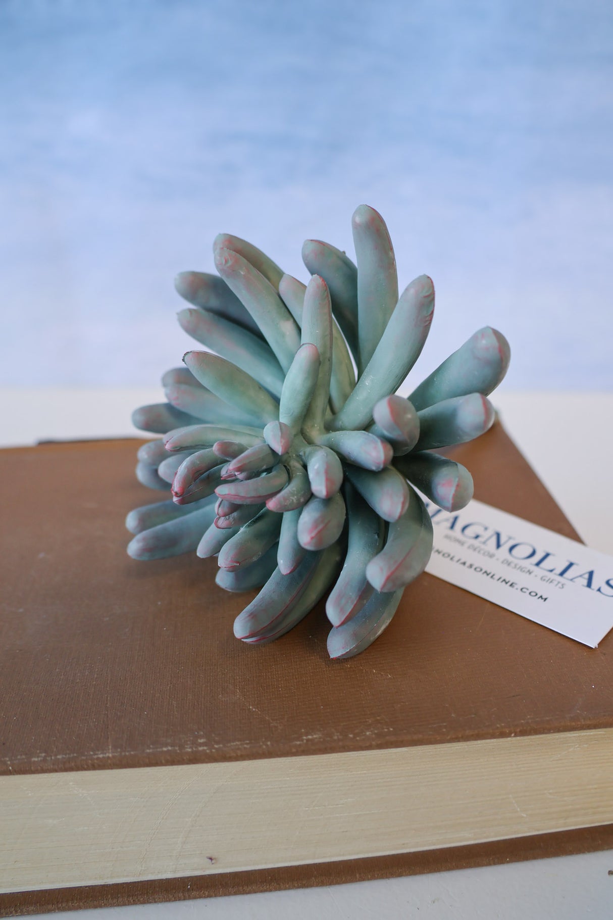 Purple Tip Finger Succulent