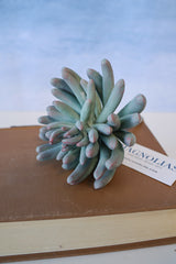 Purple Tip Finger Succulent