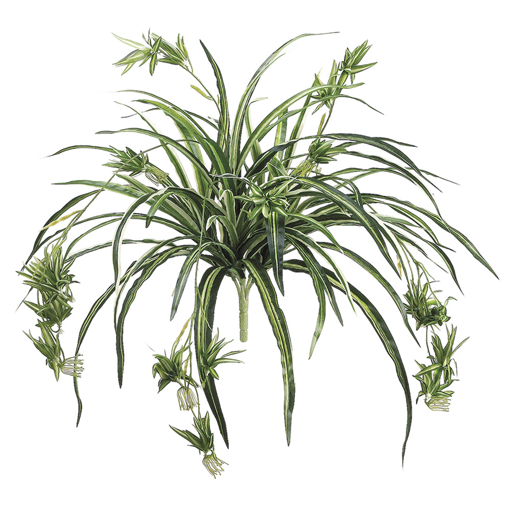 Variegated Spider Plant