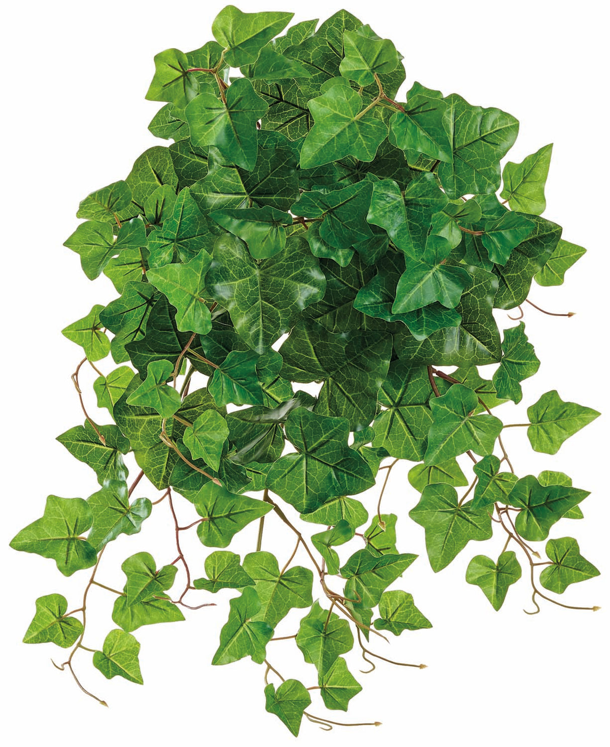 UV Protect Ivy Hanging Bush