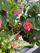 Small Enamel Ladybug