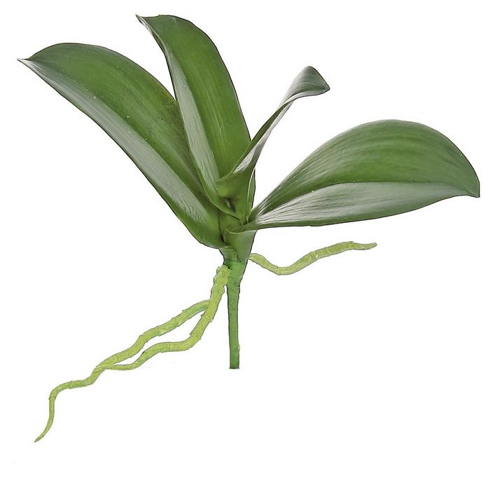 Small Orchid Leaves Foliage